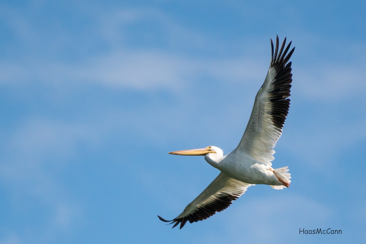 American White Pelican - ML44742351