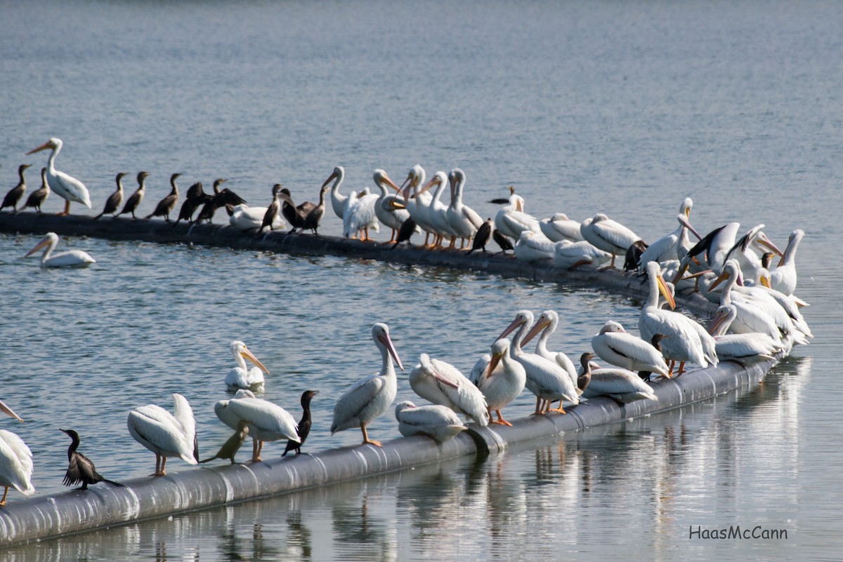 American White Pelican - ML44742361