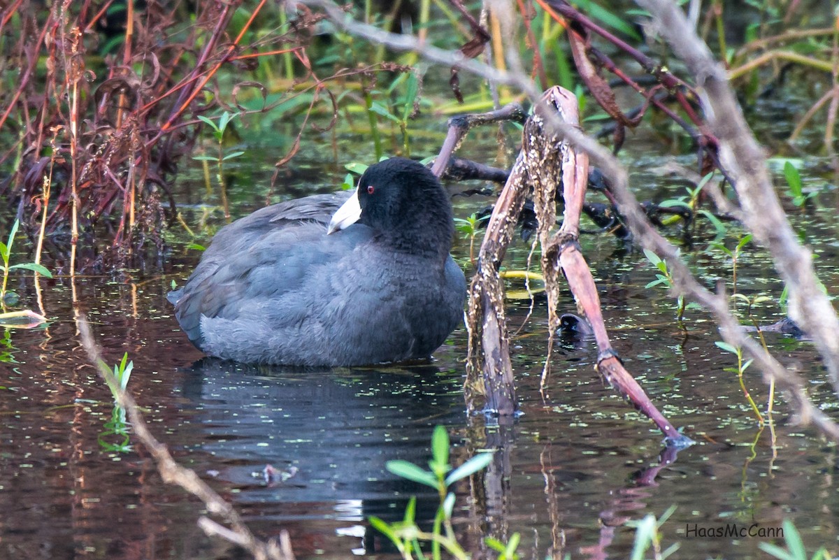 lyska americká - ML44742411