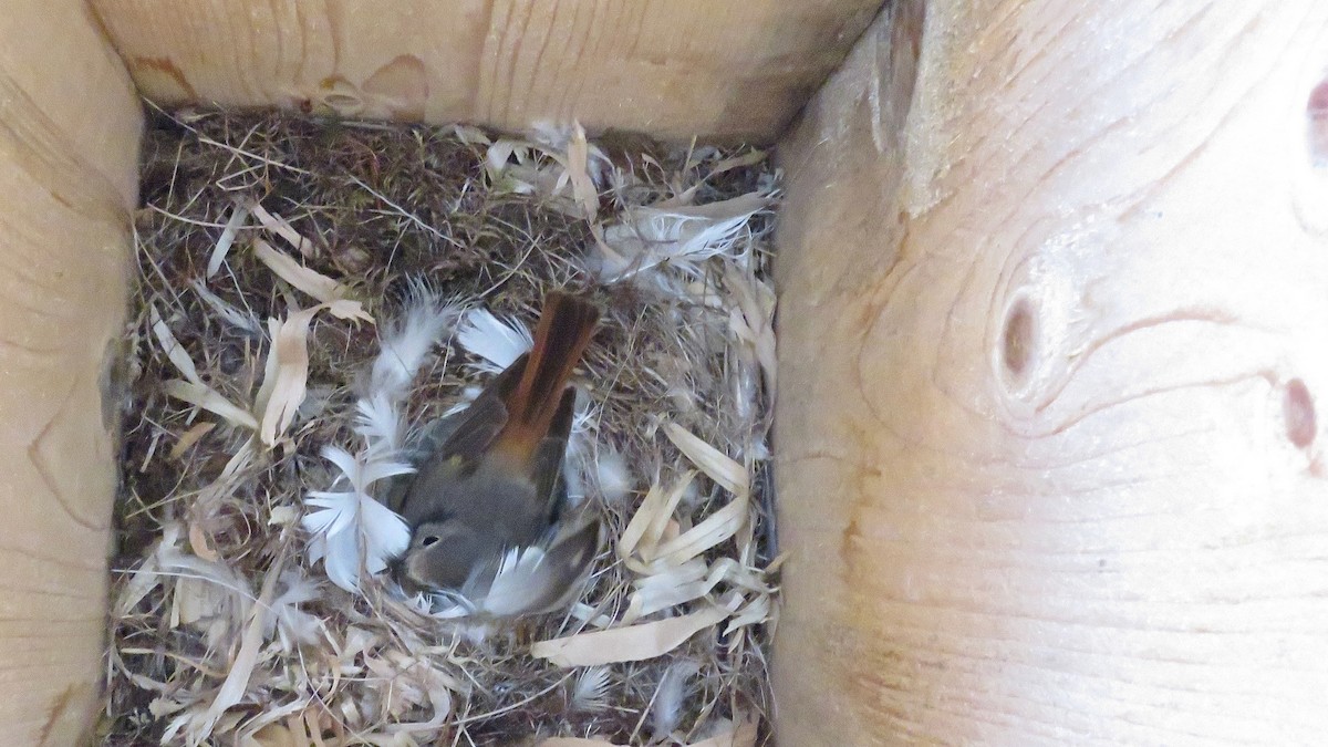 Common Redstart - ML447424331