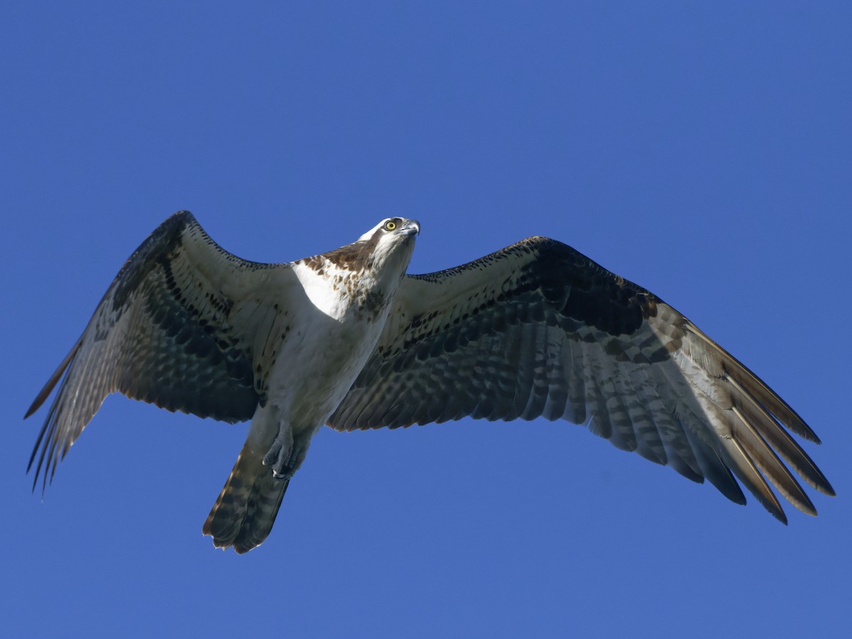 Balbuzard pêcheur - ML447425151