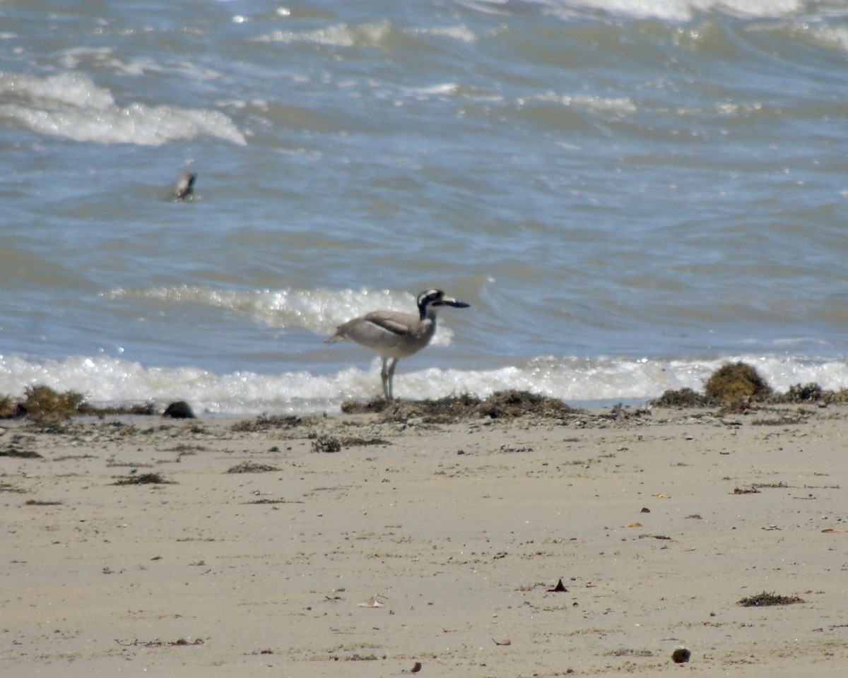 Beach Thick-knee - ML447427951