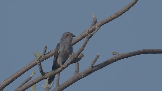 Gray-bellied Cuckoo - ML447429011