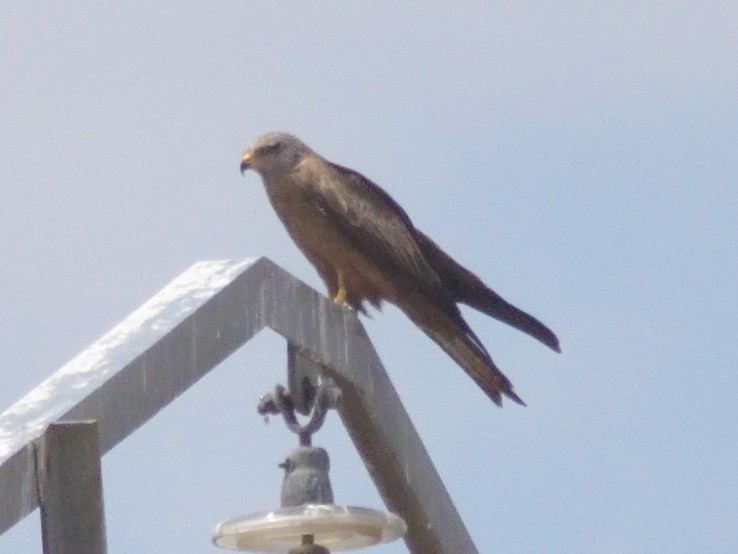 Black Kite - ML447429251