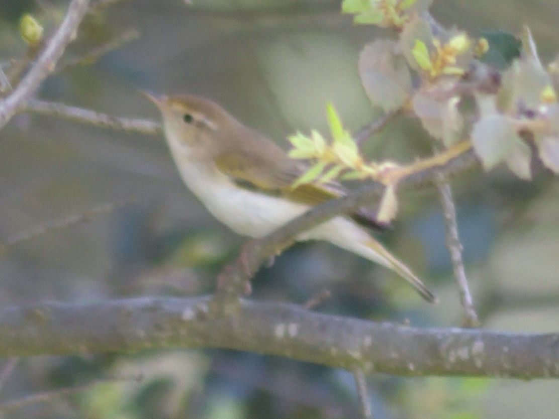 Western Bonelli's Warbler - Andrés Turrado Ubón