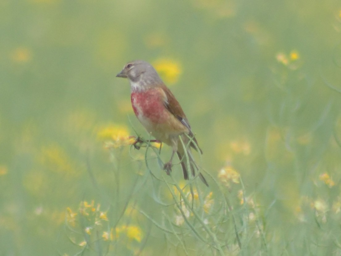 Eurasian Linnet - Andrés Turrado Ubón