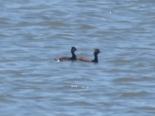 Eared Grebe - ML447429741