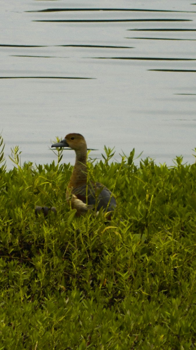 Lesser Whistling-Duck - ML447429991