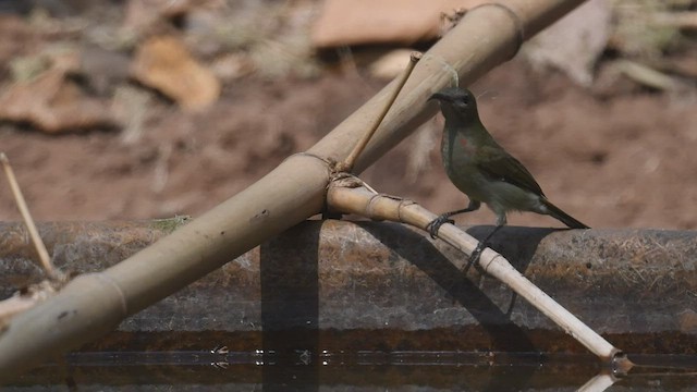 Souimanga de Vigors - ML447430001