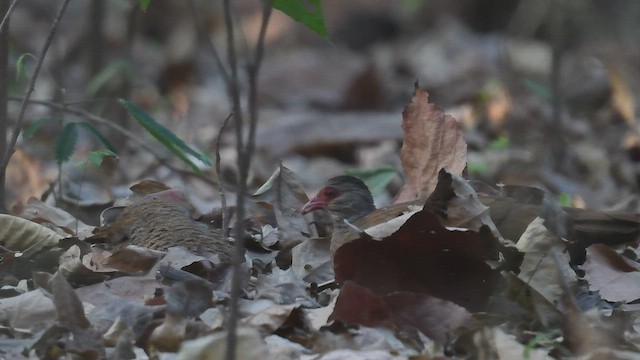 Red Spurfowl - ML447430081