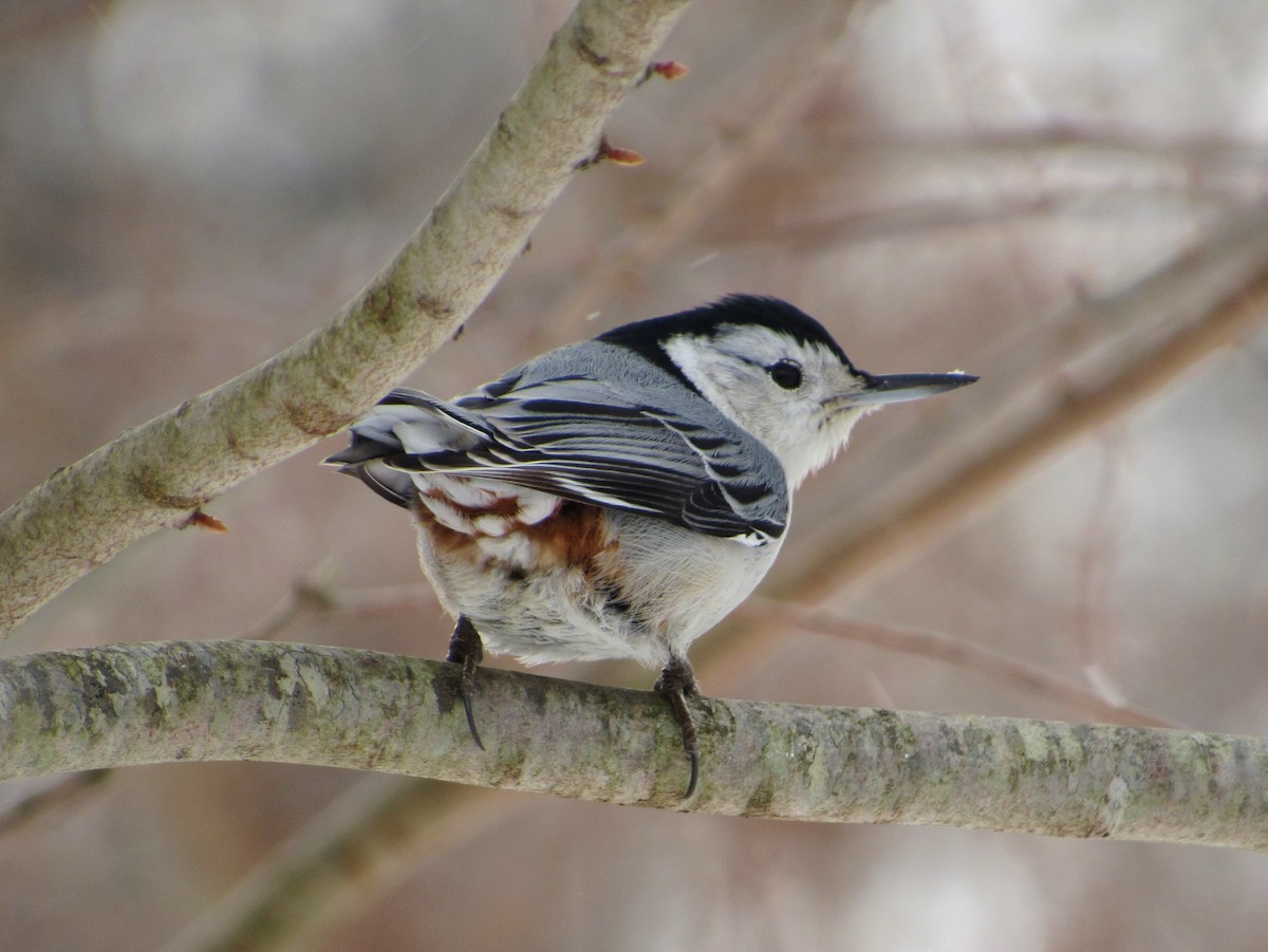 Каролинский поползень (carolinensis) - ML44743031