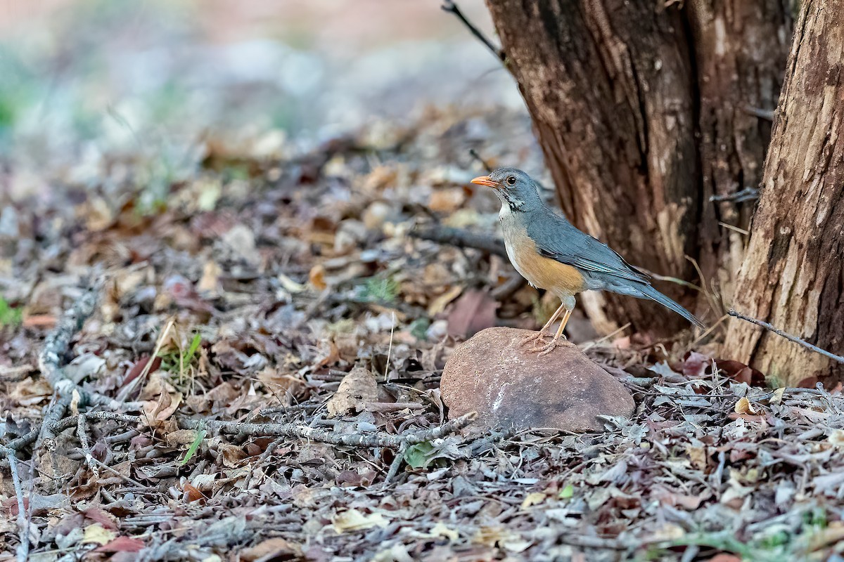 Kurrichane Thrush - ML447431411