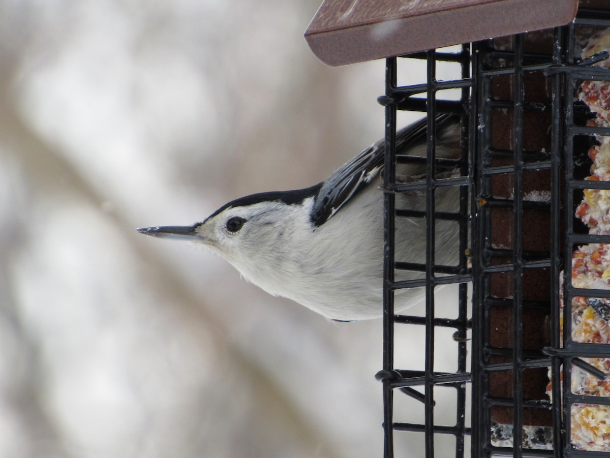 Каролинский поползень (carolinensis) - ML44743171