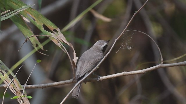 Common Woodshrike - ML447431981