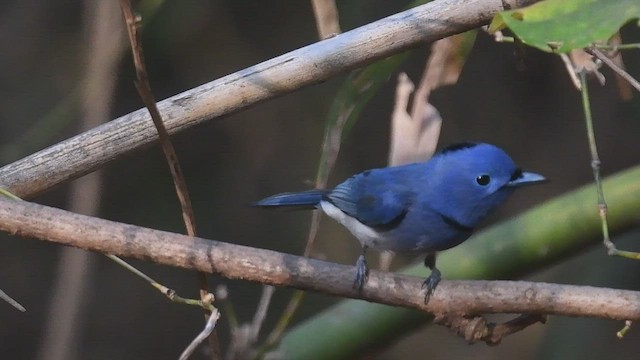 Black-naped Monarch - ML447432001