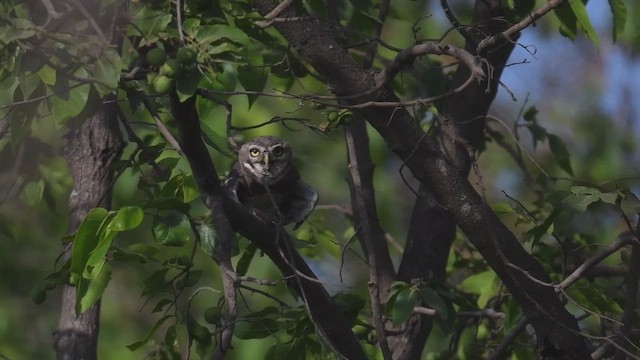 Forest Owlet - ML447432071