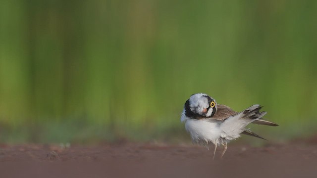 Little Ringed Plover - ML447432271