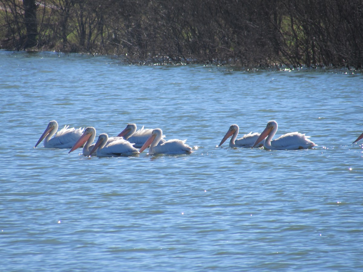 pelikán severoamerický - ML44743281