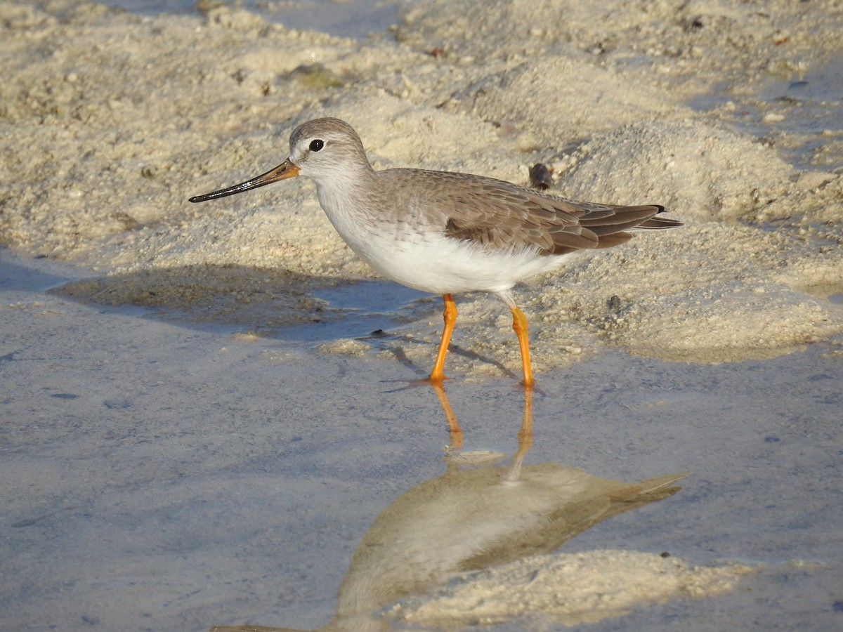 Terek Sandpiper - ML447432821