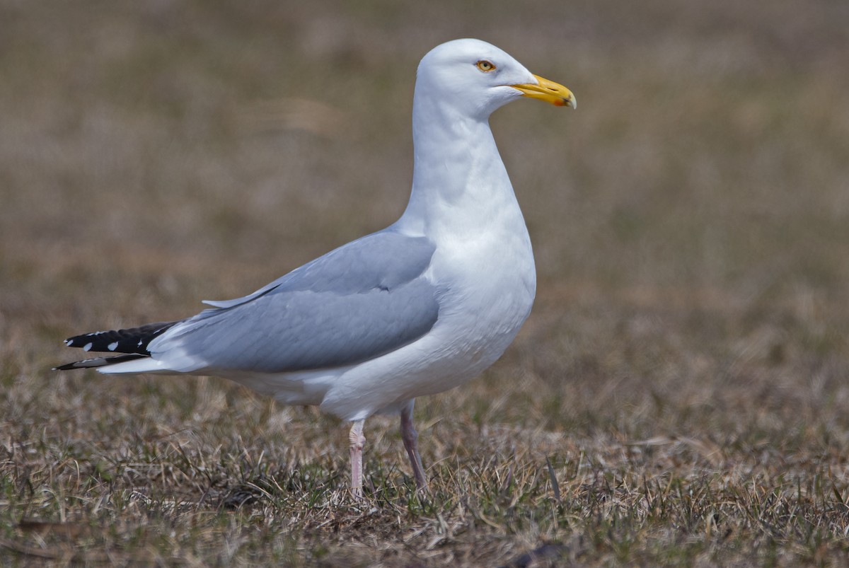 Herring Gull - ML447433021