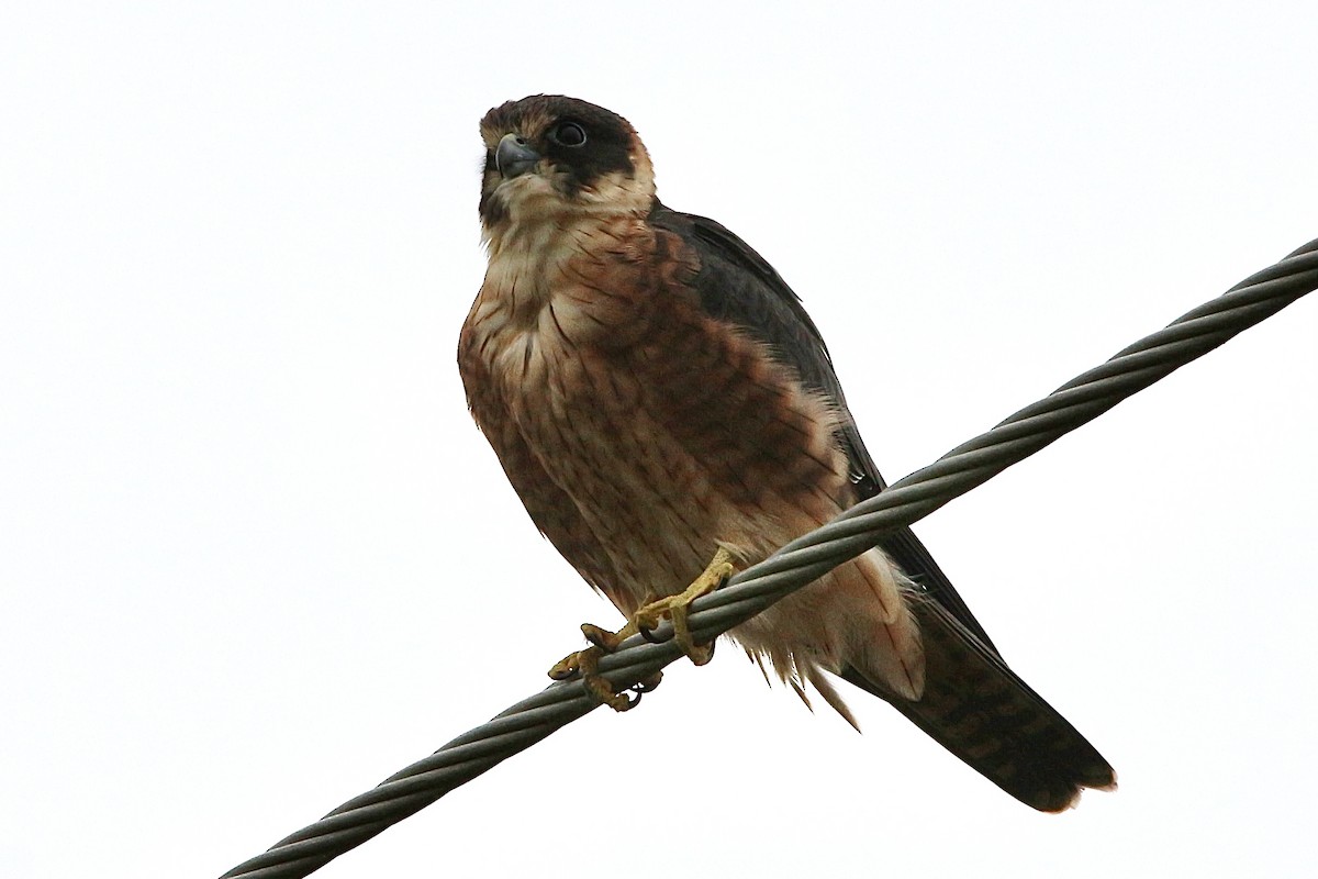 Australian Hobby - Pauline and Ray Priest