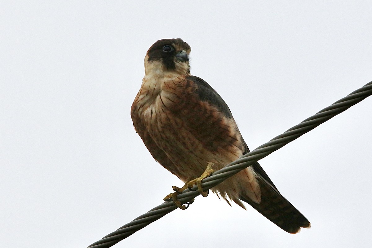 Alcotán Australiano - ML447433421