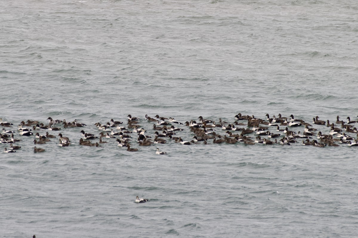 Common Eider - ML447434391