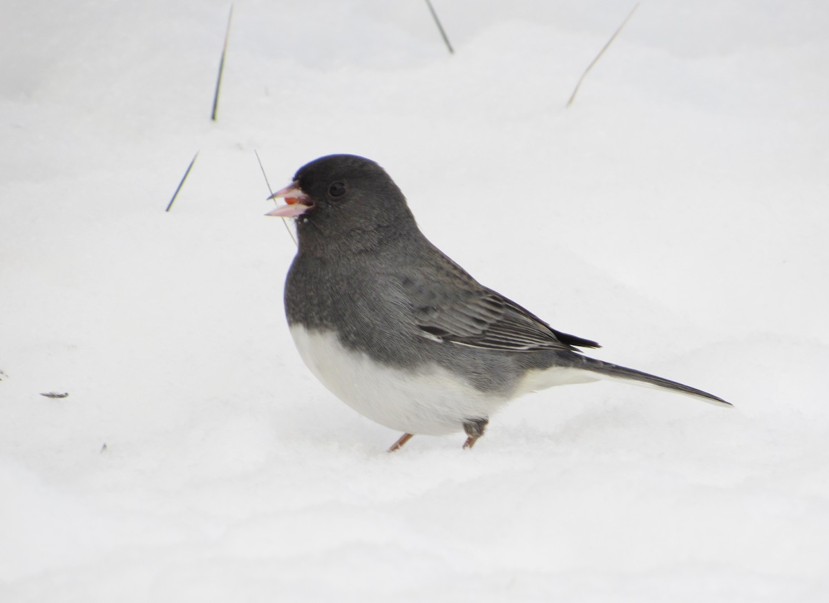 Junco Ojioscuro (hyemalis/carolinensis) - ML44743551