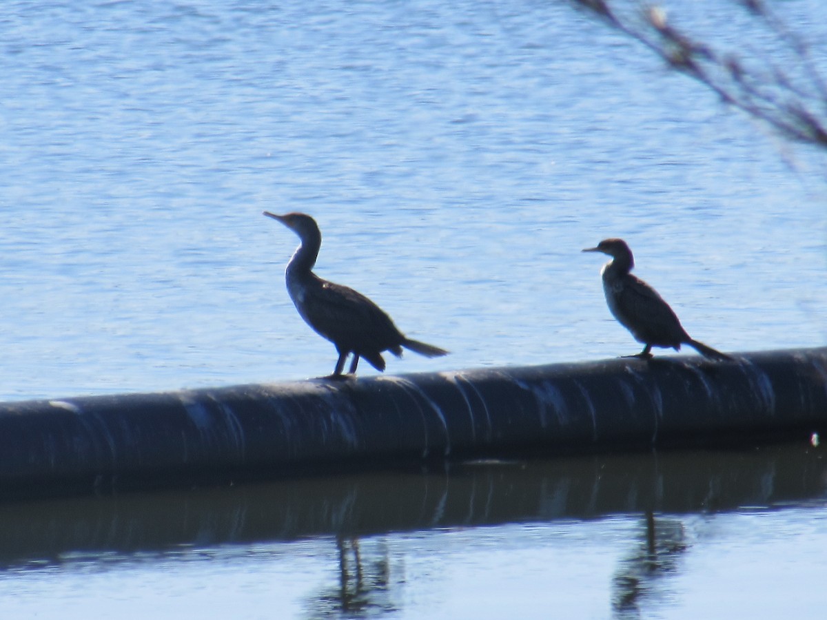 Cormoran à aigrettes - ML44743641