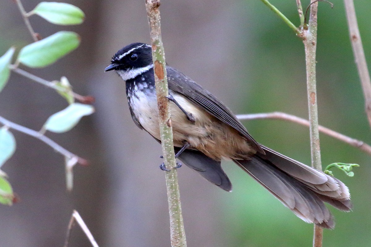 Spot-breasted Fantail - ML447436511