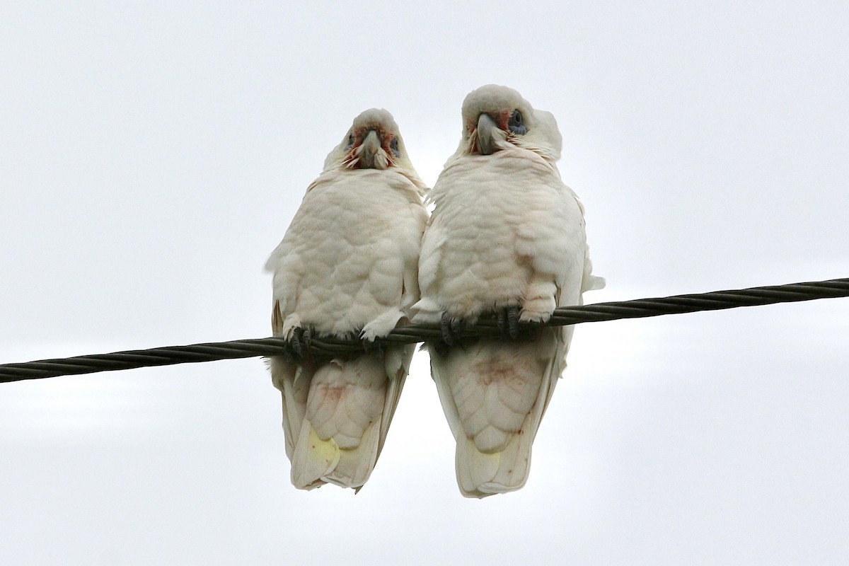 Cacatoès corella - ML447437411