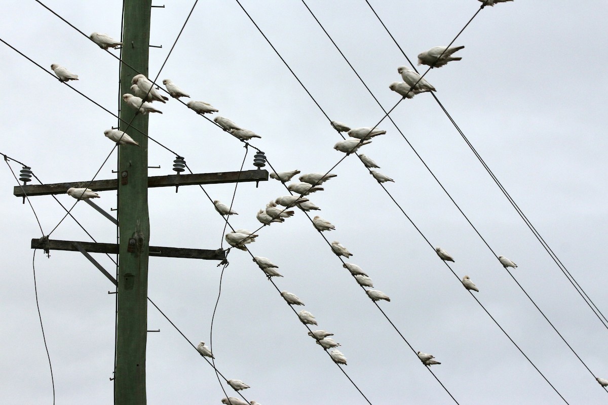 Cacatoès corella - ML447437441