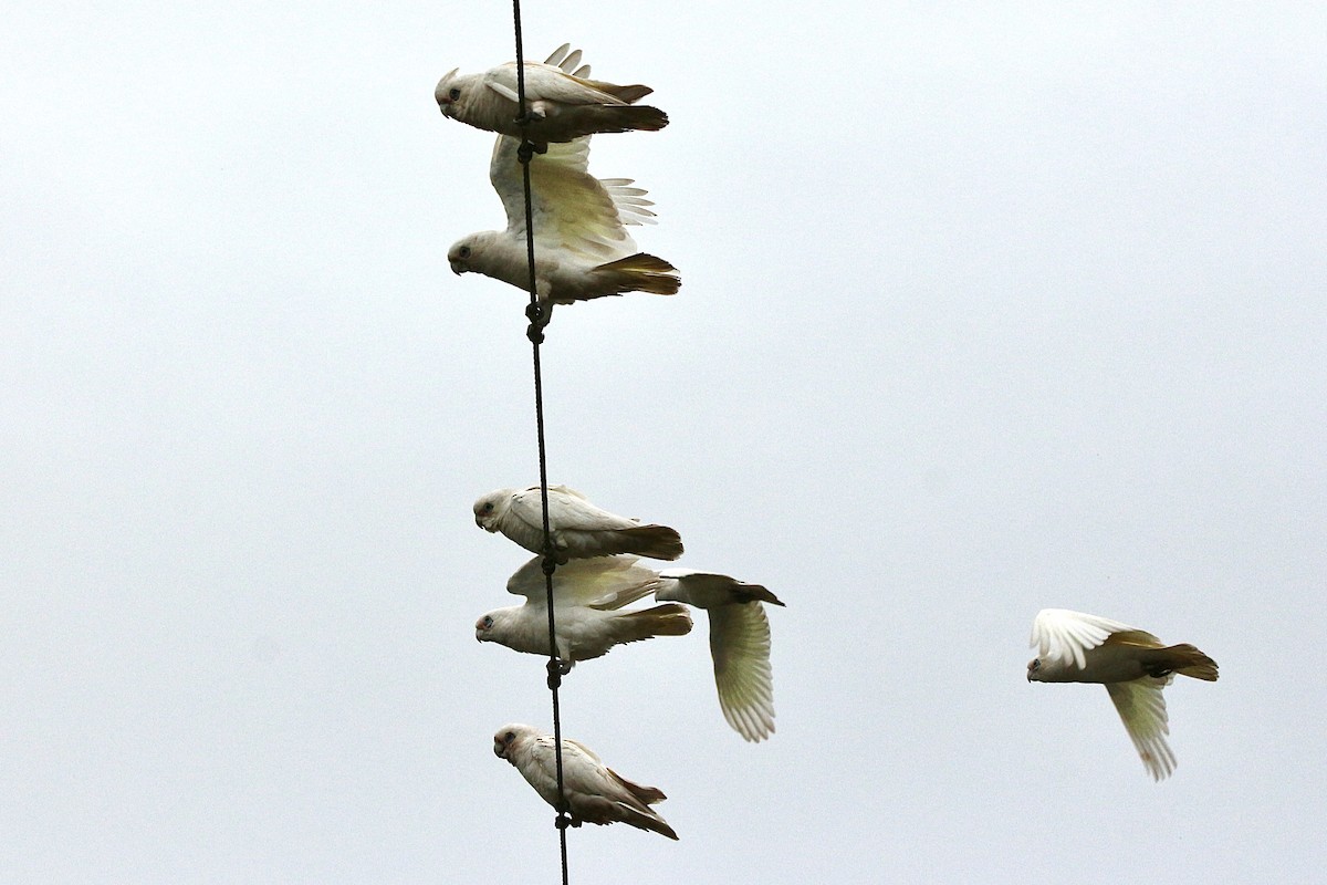 Cacatoès corella - ML447437451