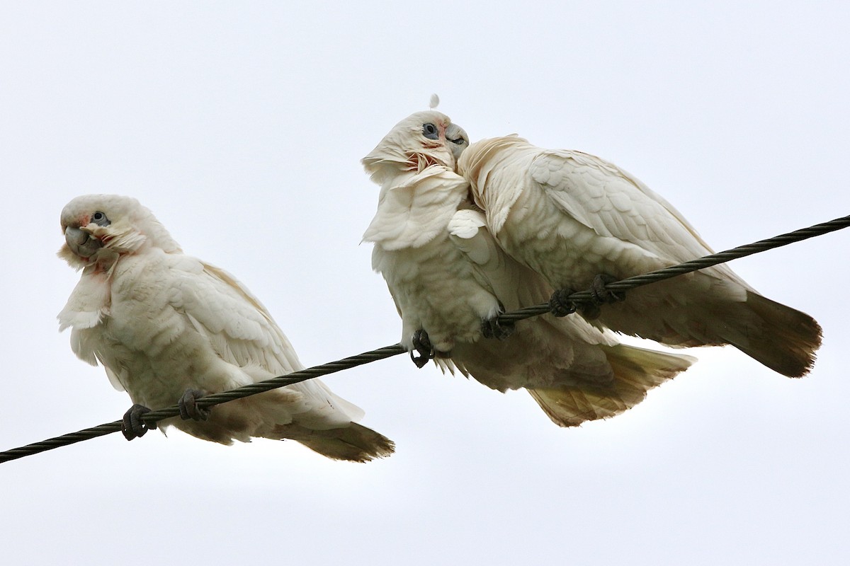 Little Corella - Pauline and Ray Priest