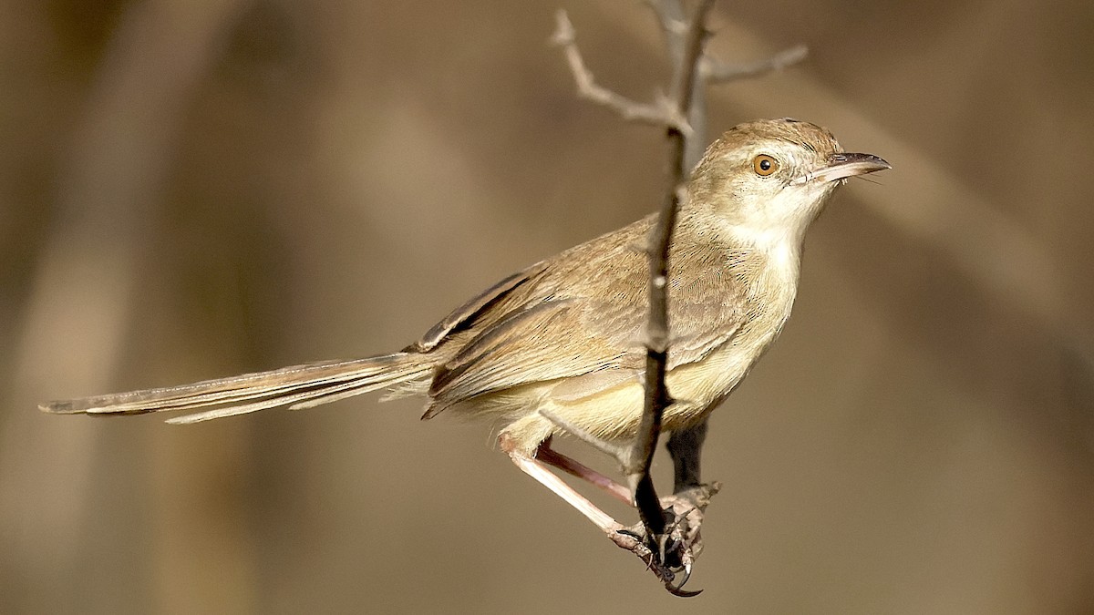 Plain Prinia - ML447437541