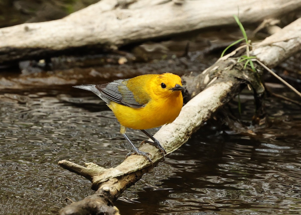 Prothonotary Warbler - ML447438861