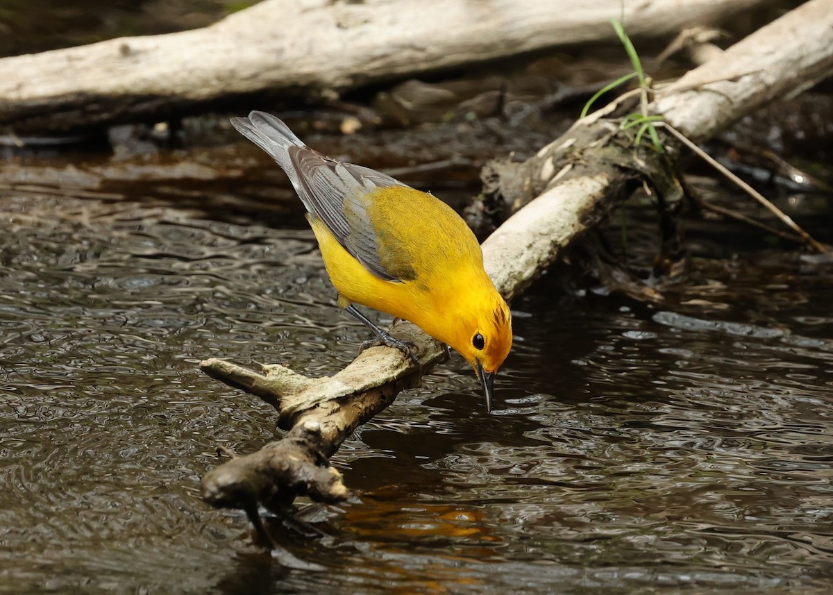 Prothonotary Warbler - ML447438871