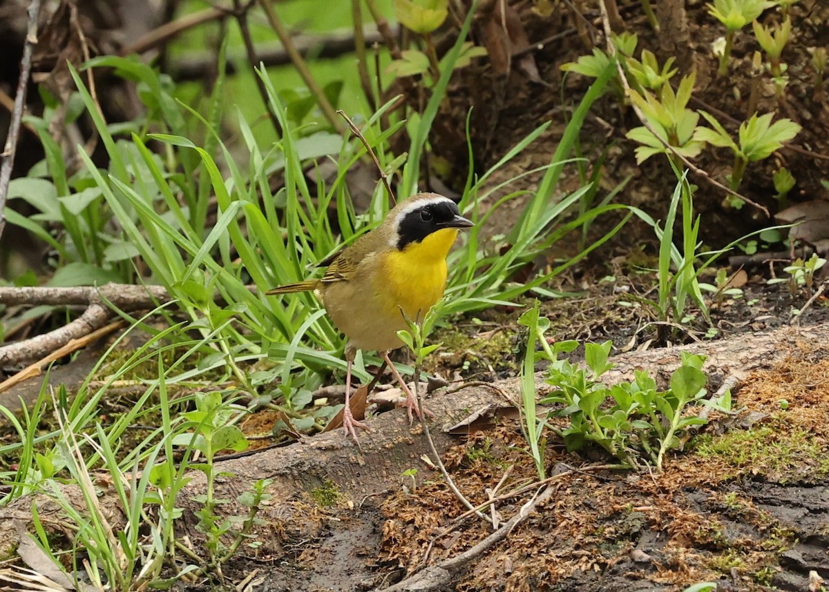 Common Yellowthroat - ML447438891