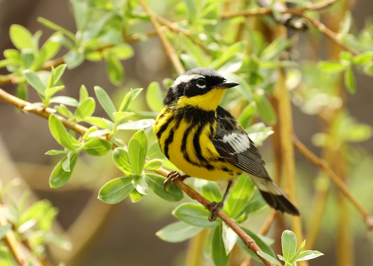 Magnolia Warbler - ML447439001