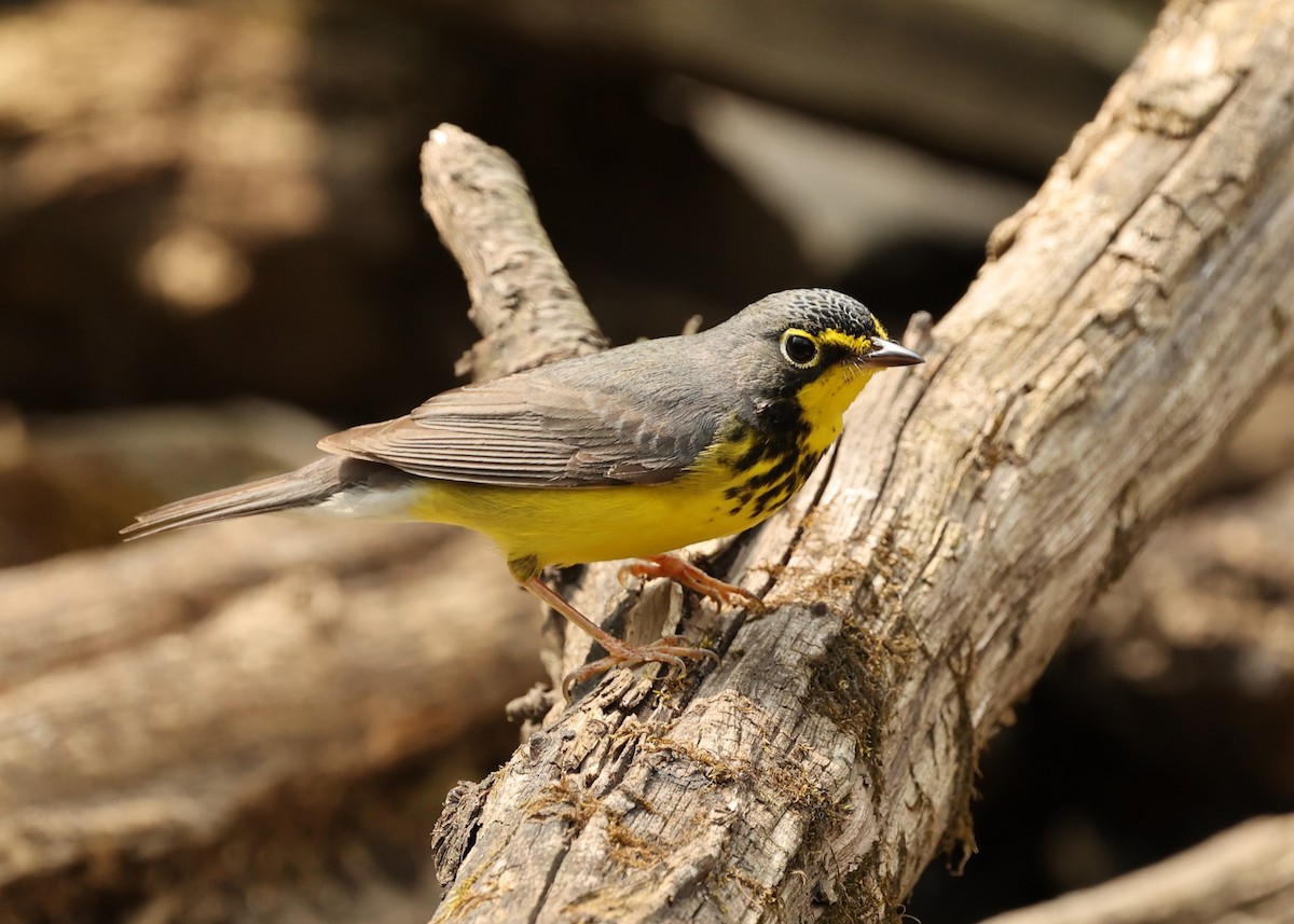 Canada Warbler - ML447439131