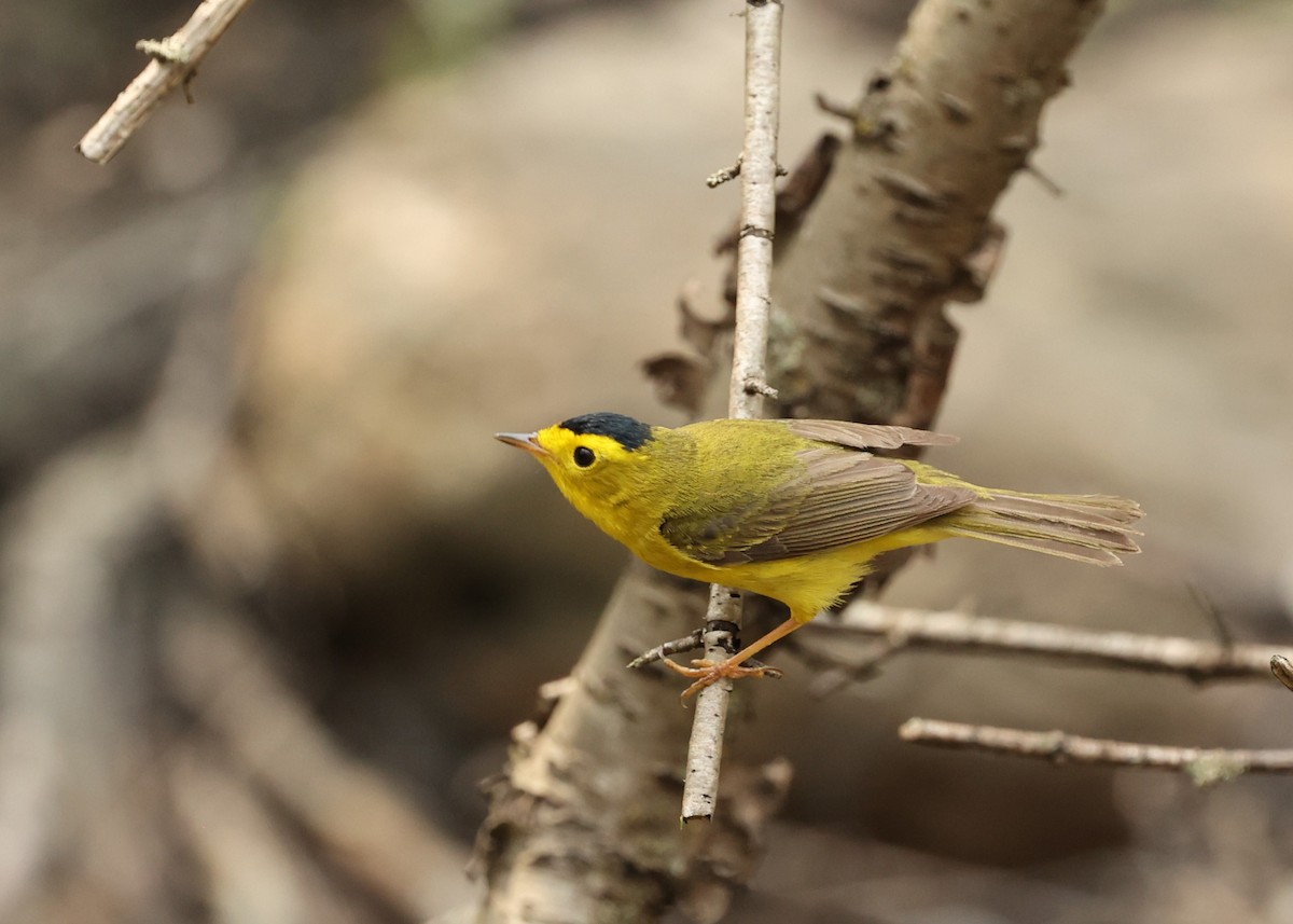 Wilson's Warbler - ML447439231