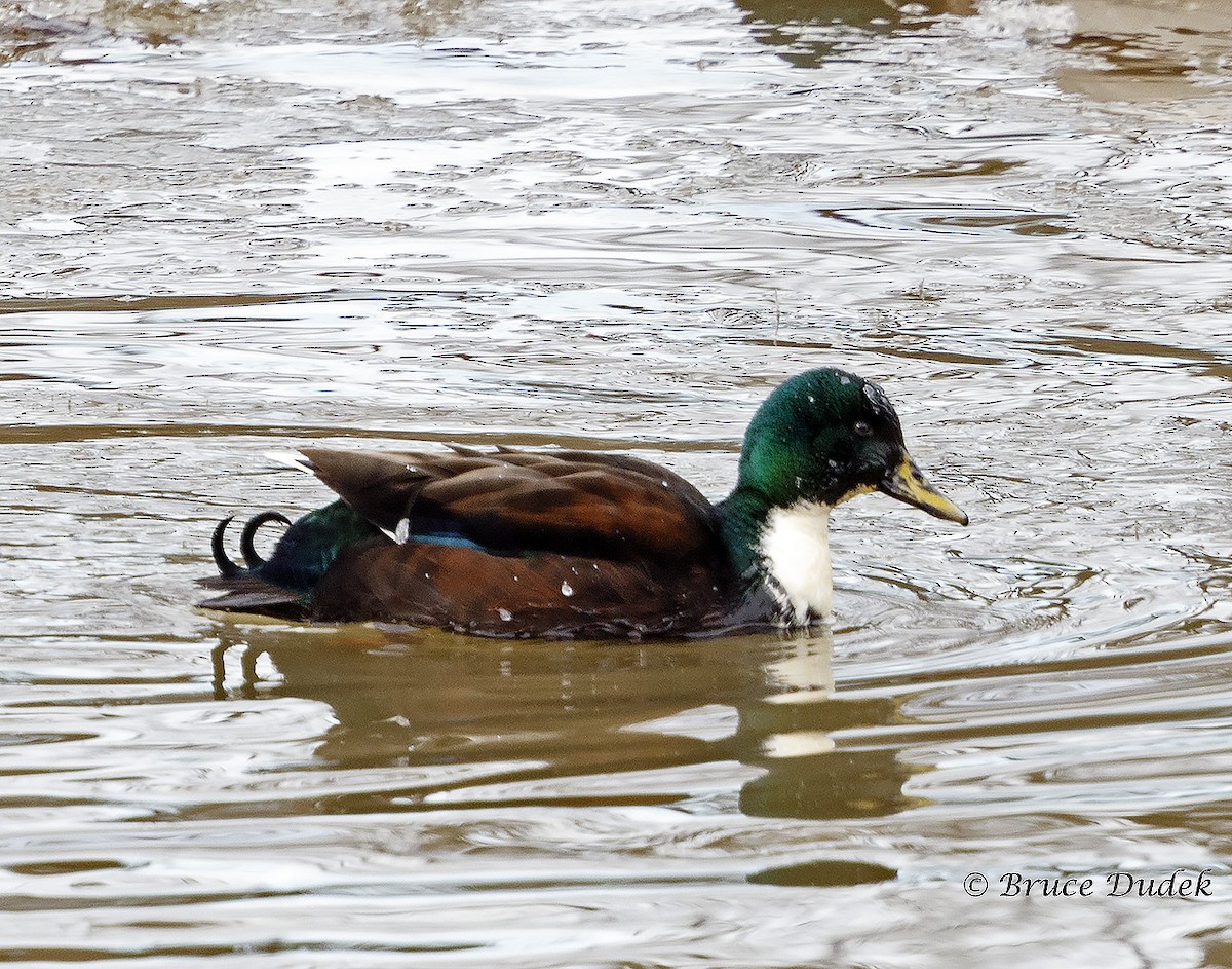 Mallard (Domestic type) - ML44743941