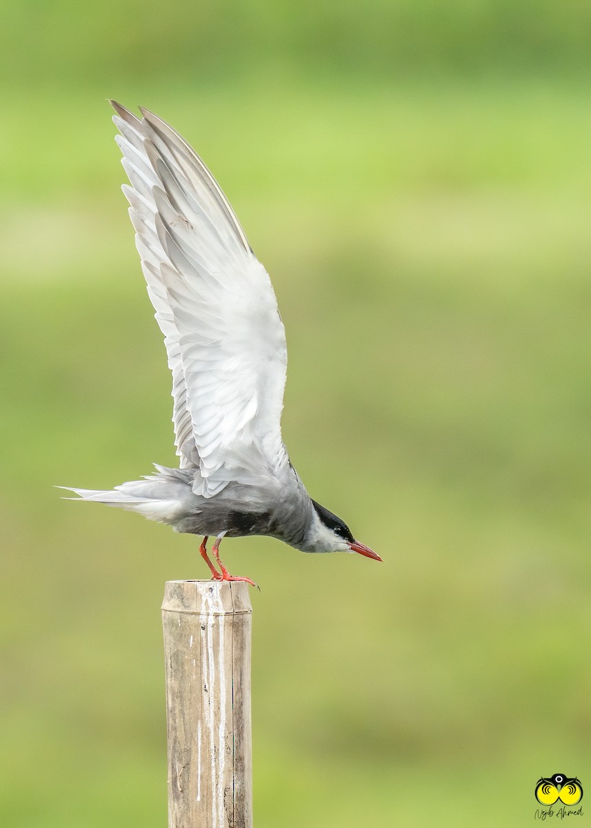 Whiskered Tern - ML447439671