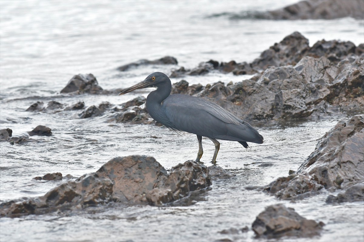 Pacific Reef-Heron - ML447439701