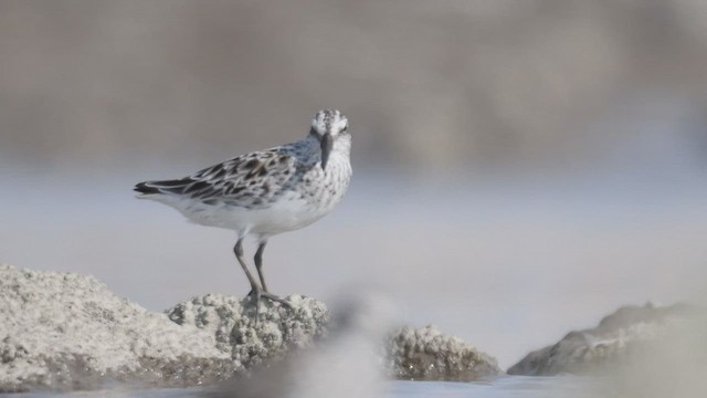 Broad-billed Sandpiper - ML447439711