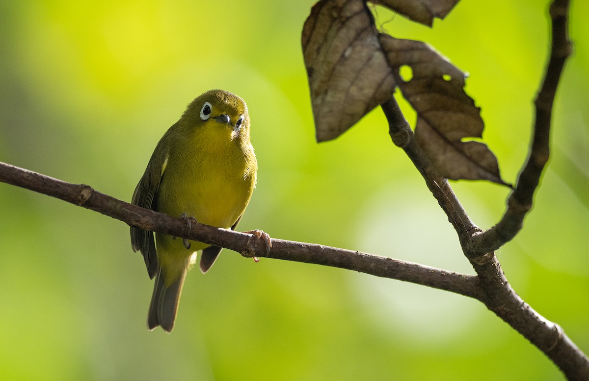 Yellowish White-eye - ML447439801