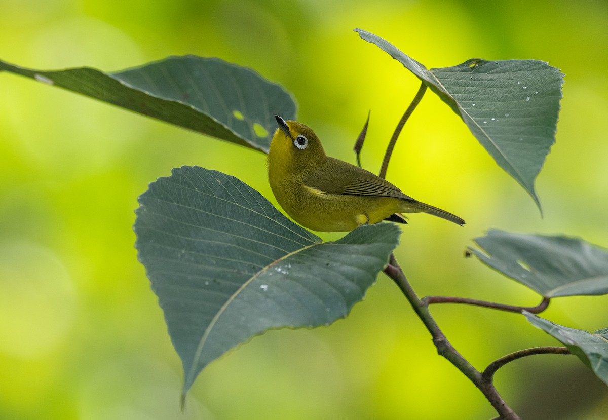 Yellowish White-eye - Forest Botial-Jarvis