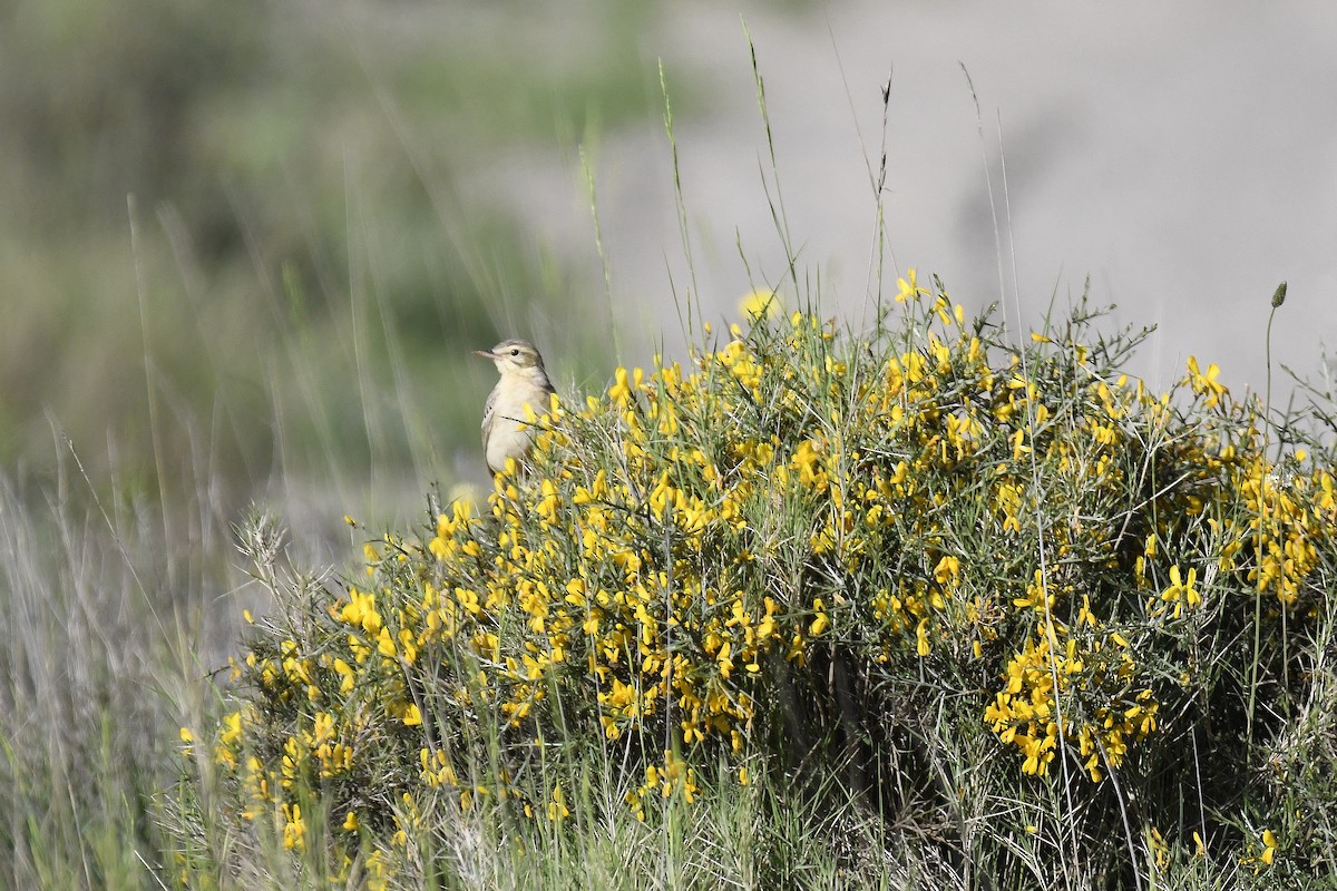 Tawny Pipit - ML447439851