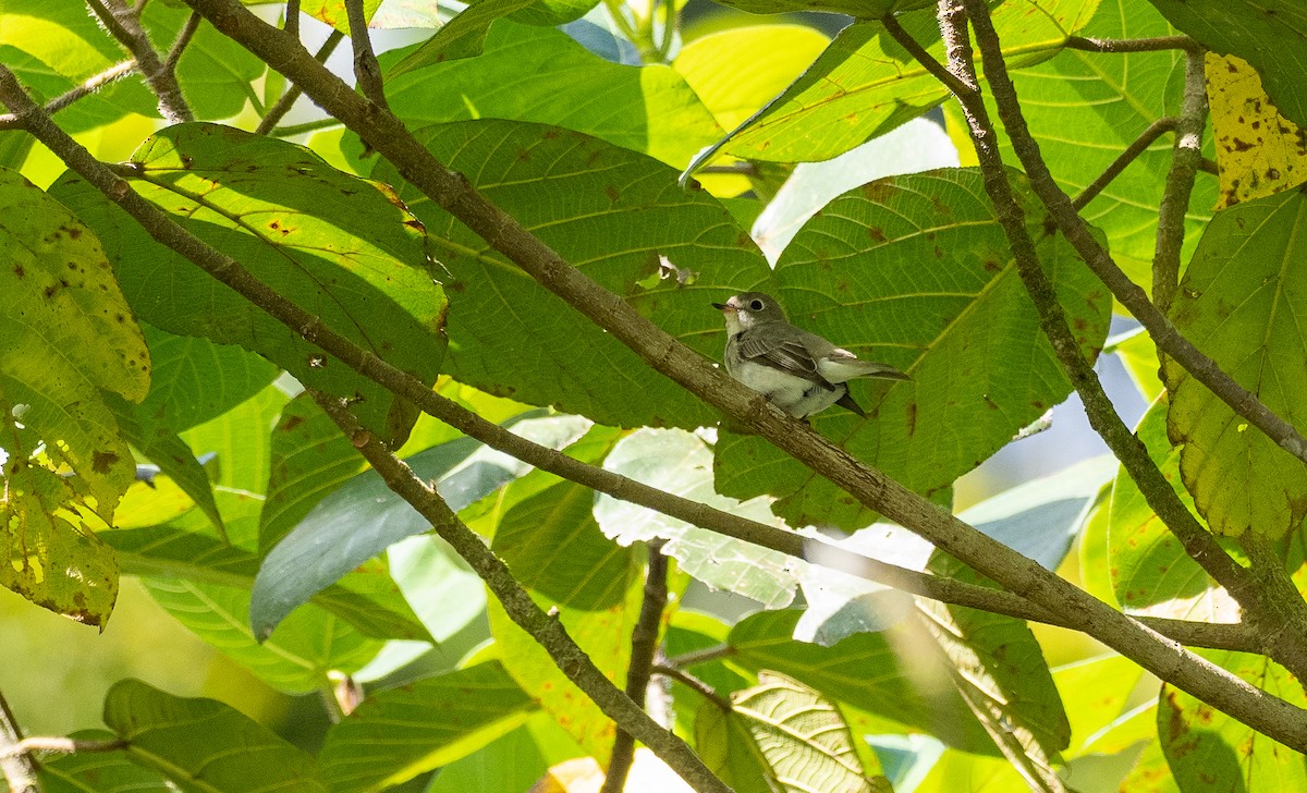 Дагуурын намнаахай - ML447439861