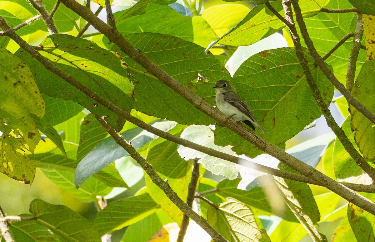 Дагуурын намнаахай - ML447439871